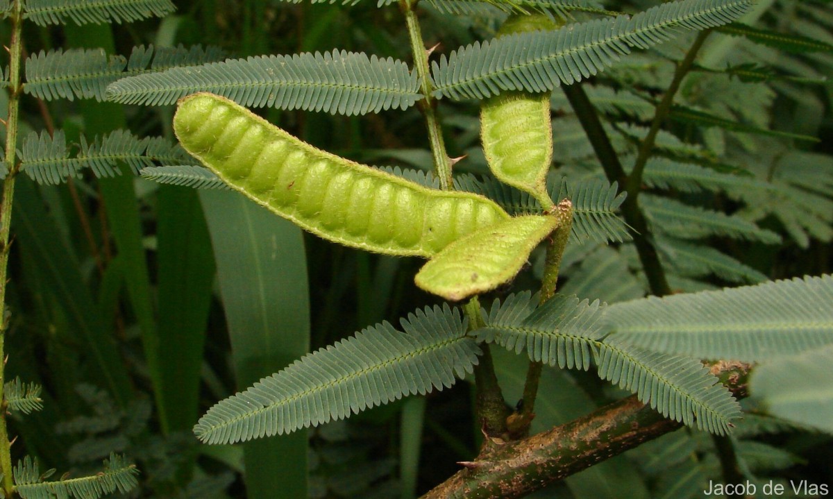 Mimosa pigra L.